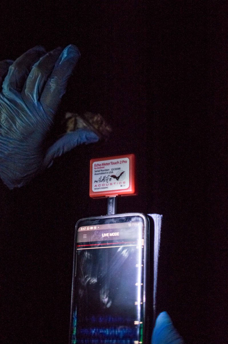 RandNamib's tweet photo. International Bat Appreciation Day 🦇✨ meets International Dark Sky Week 🌌

Bats need darkness to hunt and thrive. At NamibRand, our 12 recorded bat species benefit from protected natural night skies.

Save the stars, save the bats.

#BatAppreciationDay #DarkSkyWeek #IDSW https://t.co/KbilRRNAhO
