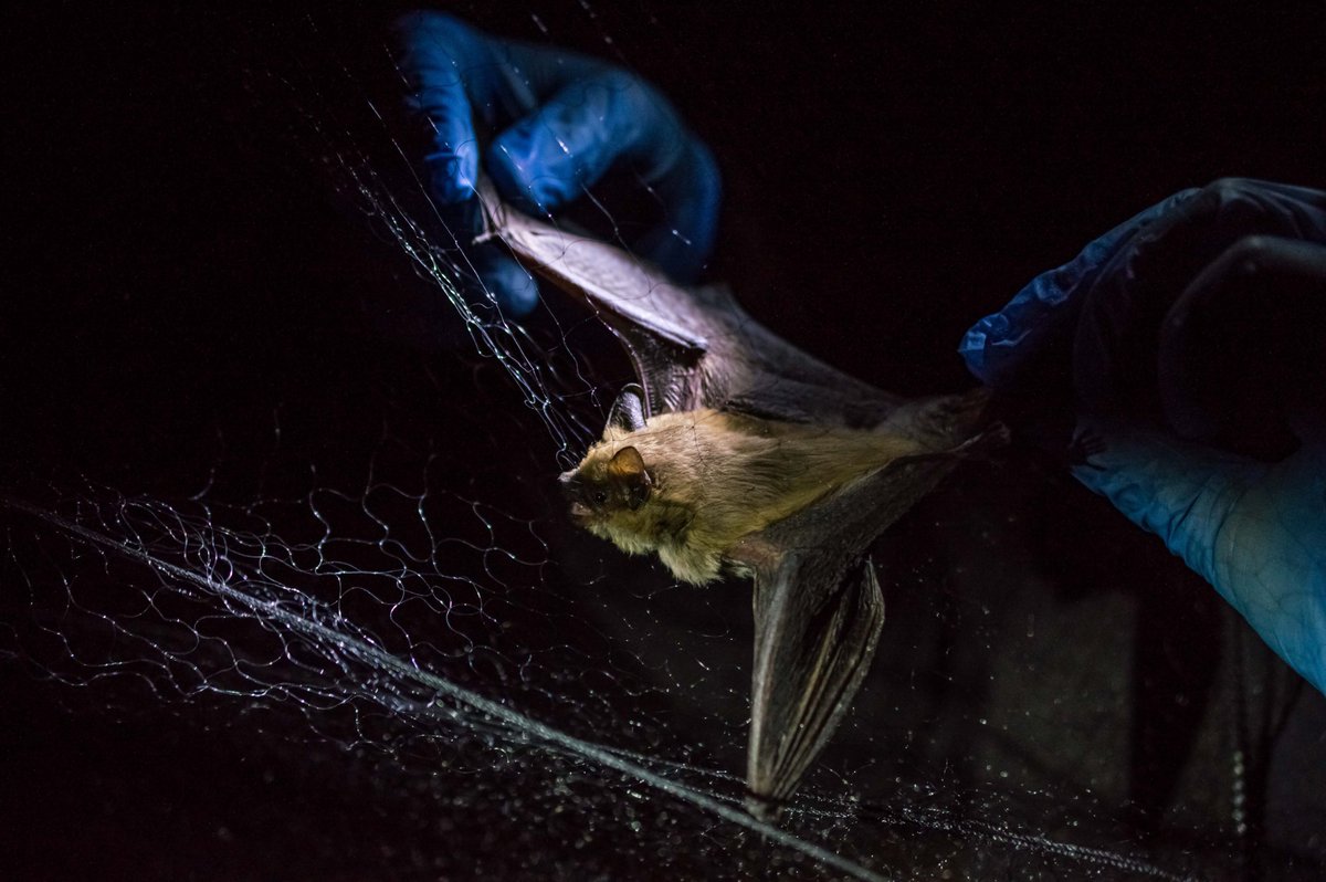 RandNamib's tweet photo. International Bat Appreciation Day 🦇✨ meets International Dark Sky Week 🌌

Bats need darkness to hunt and thrive. At NamibRand, our 12 recorded bat species benefit from protected natural night skies.

Save the stars, save the bats.

#BatAppreciationDay #DarkSkyWeek #IDSW https://t.co/KbilRRNAhO