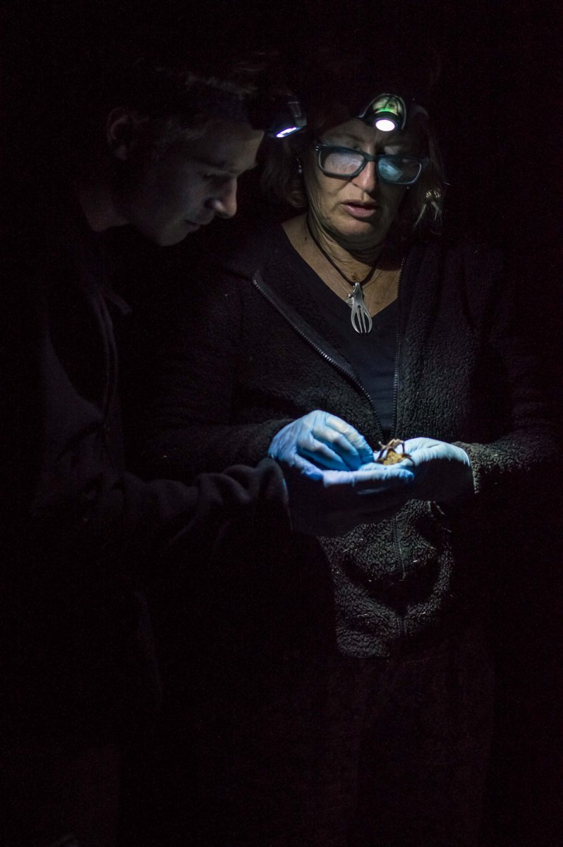 RandNamib's tweet photo. International Bat Appreciation Day 🦇✨ meets International Dark Sky Week 🌌

Bats need darkness to hunt and thrive. At NamibRand, our 12 recorded bat species benefit from protected natural night skies.

Save the stars, save the bats.

#BatAppreciationDay #DarkSkyWeek #IDSW https://t.co/KbilRRNAhO