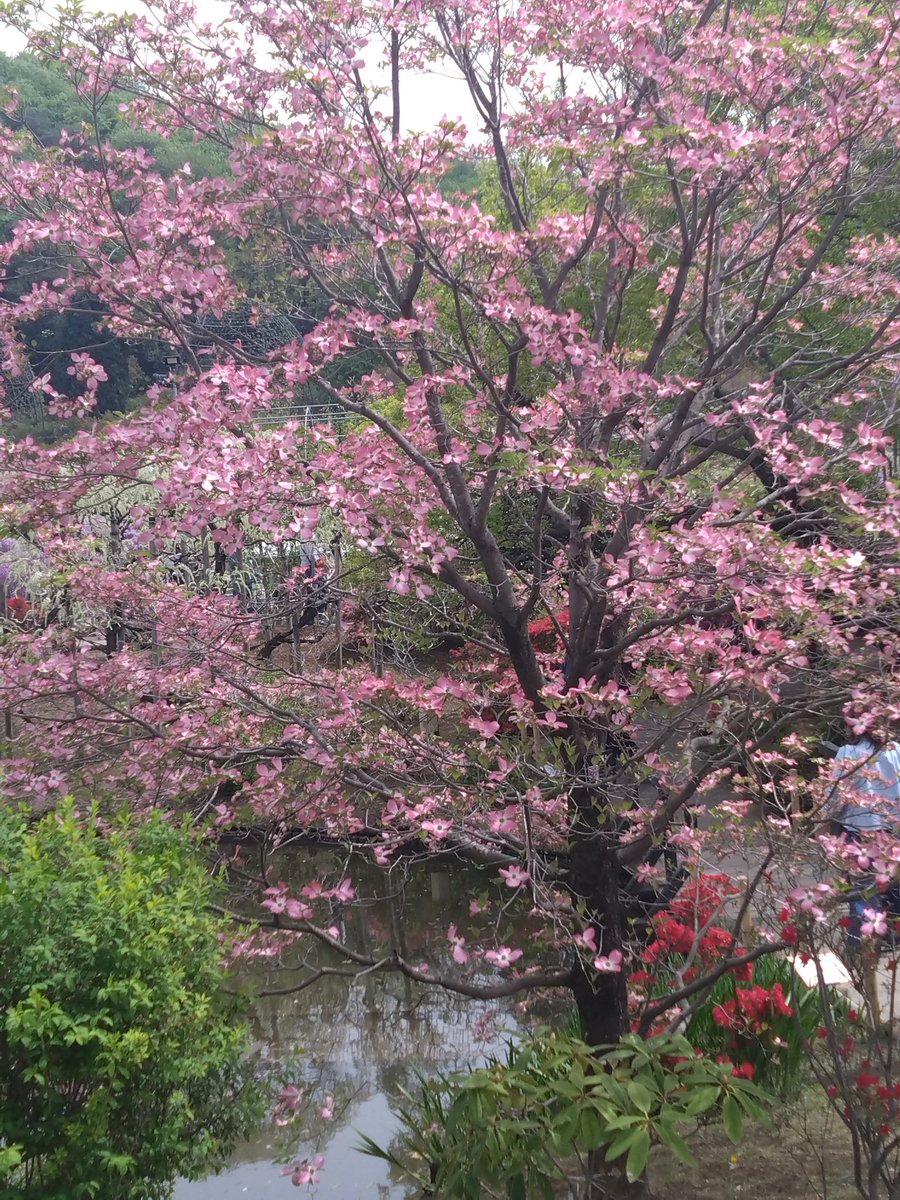 織ちゃん tweet media