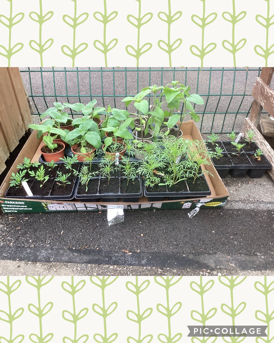 BriarHillSch's tweet image. Wow! 💚🌱
What a fantastic start to Term 5. One of our green fingered grandparents sharing their #allotment success with us!

Our Eco Crew can’t wait to get planting out 🌱 @EcoSchools