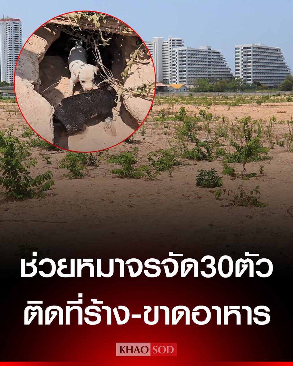 เมืองพัทยา รุดช่วยสุนัขจรจัด 30 ตัว ติดที่ร้าง 111 ไร่ หลังเจ้าของที่ดินล้อมรั้ว ตัดต้นไม้ ขาดอาหาร-ร่มเงา พาย้ายไปบ้านใหม่ดูแลระยะยาว