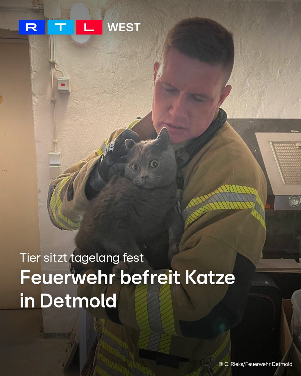 RTLWEST's tweet image. Die #Feuerwehr #Detmold hat am Donnerstag (16.04.) eine #Katze aus einem Lüftungsschacht befreit. Das Tier war schon seit mehreren Tagen dort gefangen. Es konnte aber nicht befreit werden. Deswegen entschieden sich die Einsatzkräfte dazu, Teile der Mauer wegzumachen. So konnten