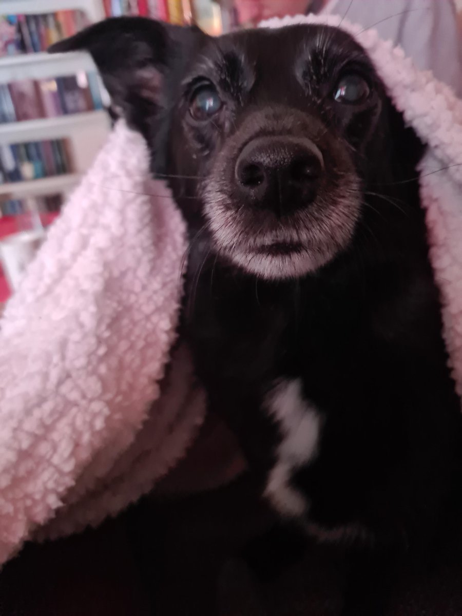 Good morning #poketwt to day 28 for me!  I'm at 24%, so close to have 1/4 of a switch 2 🥹🥳

Here comes another Yuuki picture to make your day a little brighter &amp; also some motivation:

"It always seems impossible, until it is done"

Have a great day 🌷

throne.com/buechersuechtig