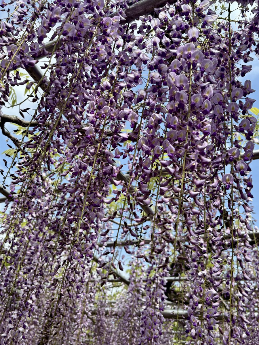 岡崎城の守り神 竜神ちゃん tweet media