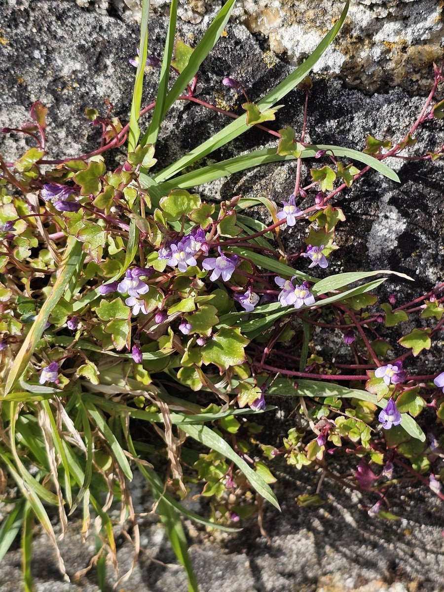 gnome_alice's tweet photo. Nature's pallette has moved on from the whites and yellows of early spring. 
Borage, Herb Robert,  Ivy-leaved toadflax and wall bell flower (flower with scores of names) all found around #StJustInPenwith Churchtown.
#SpringColour
#Lannust
#Kernow https://t.co/2lIvKpfoK7