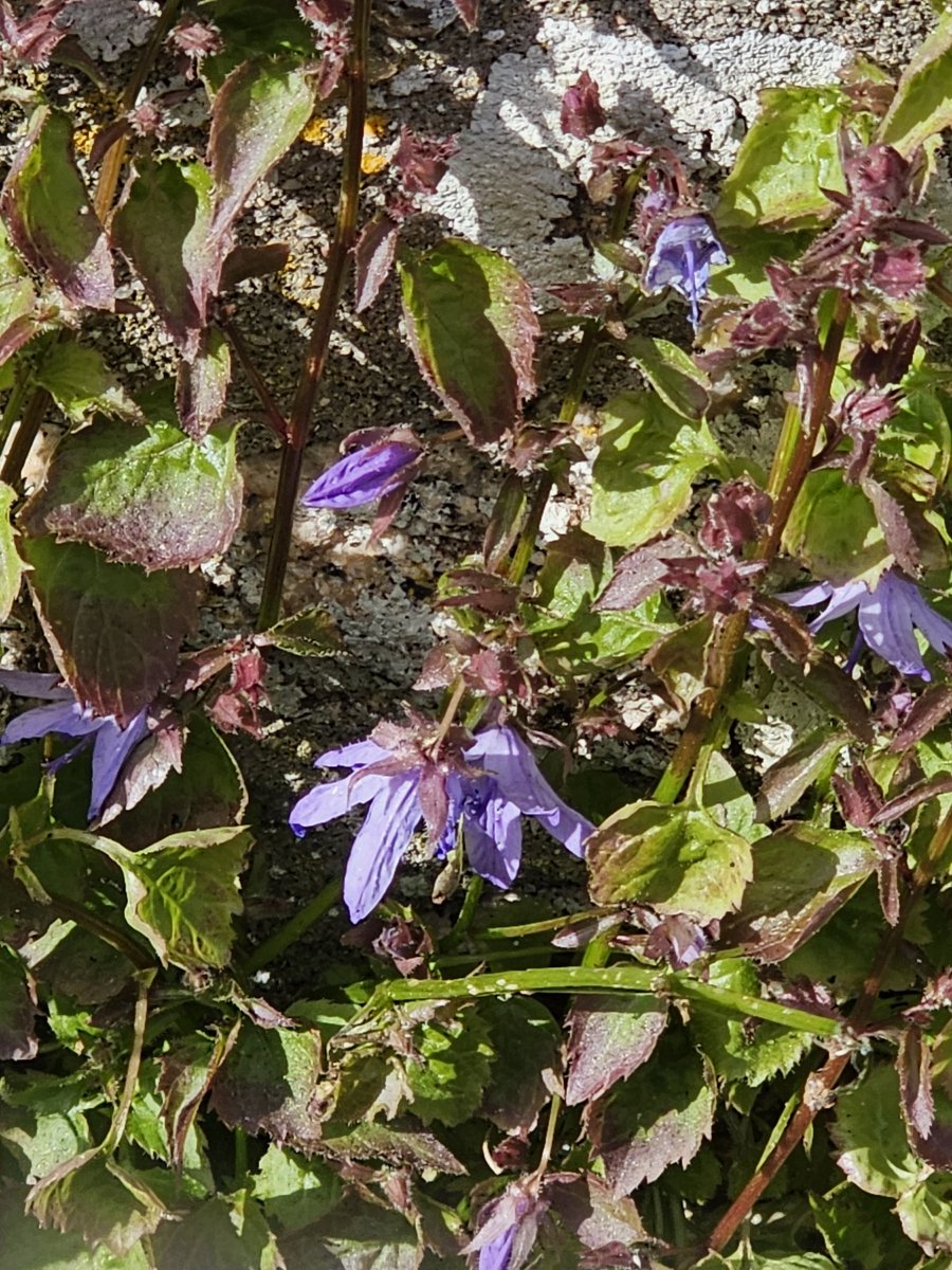 gnome_alice's tweet photo. Nature's pallette has moved on from the whites and yellows of early spring. 
Borage, Herb Robert,  Ivy-leaved toadflax and wall bell flower (flower with scores of names) all found around #StJustInPenwith Churchtown.
#SpringColour
#Lannust
#Kernow https://t.co/2lIvKpfoK7