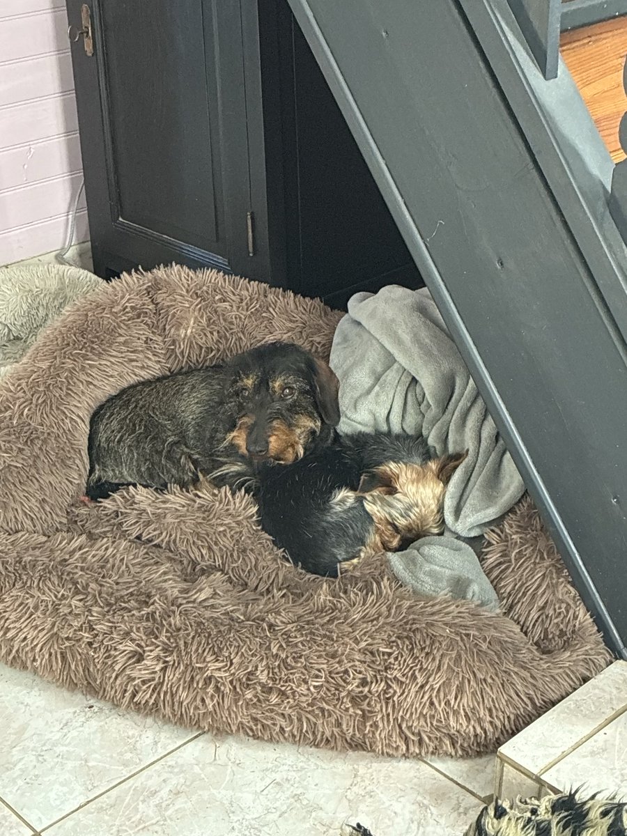 sdfrrt4twit's tweet image. Mode #teletravail acharné activé par @gintonic_in_paris et @trevor_in_paris ….#tropdurelaviedechien