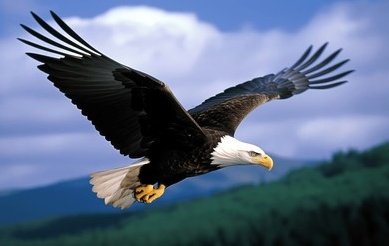 Celestine🦅 tweet media