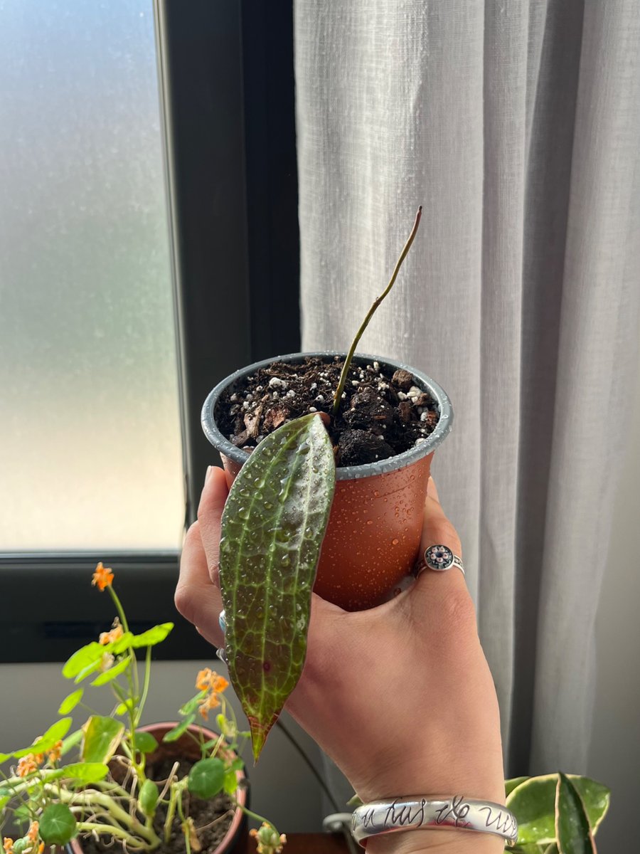 greengentleness's tweet photo. look who has been promoted to Potted Cutting™️ !! https://t.co/LqTh0KhDDL