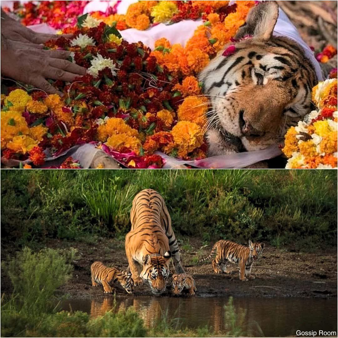 GOSSIP ROOM tweet media