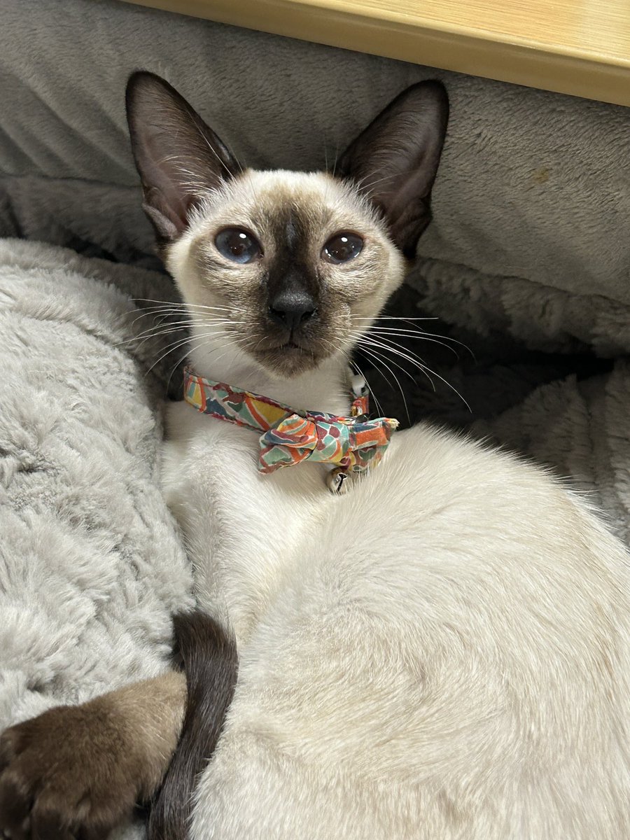 メグちゃんがうちに来てくれて1週間が過ぎ…まだ1週間しか経ってない？！てくらい馴染んで仲良くしてくれてます😌
バートちゃんが亡くなってからノアの分離不安が酷かったけど兄妹仲良く一緒に遊んで一緒に寝てくれるおかげで今は泣かなくなりました🐾悩んだけどお迎えして良かった🌼