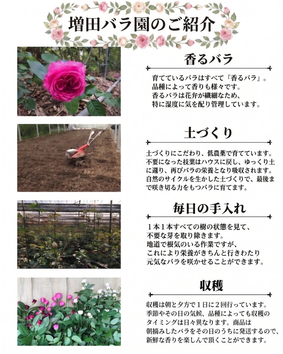 furusatofujieda's tweet photo. もうすぐ「#母の日」ふじね
今日はプレゼントにぴったりな、深〜くて甘～い香りのと〜っても素敵なバラ園を紹介するふじよ〜
その名は「増田バラ園」さんふじ！ 
この素敵なバラは、増田バラ園さんのECサイトや藤枝市のふるさと納税でもゲットできるふじ！
#ふーじー #藤枝 #ふるさと納税 #増田バラ園 https://t.co/TgydDdc8Im