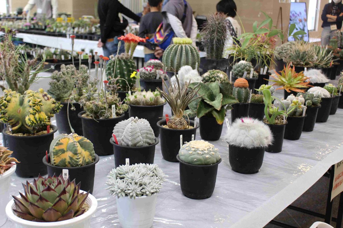#みずの森
🌵「春のサボテン展」を開催🌵

＼滋賀サボテンサークル主催／
サボテン・多肉植物約120点を展示します✨

販売・相談コーナーも👀
ぜひお越しください😊

とき　4/24(金)～4/26(日)
ところ　ロータス館内企画展示室

🔽詳しくはこちら
city.kusatsu.shiga.jp/kurashi/koen_m…