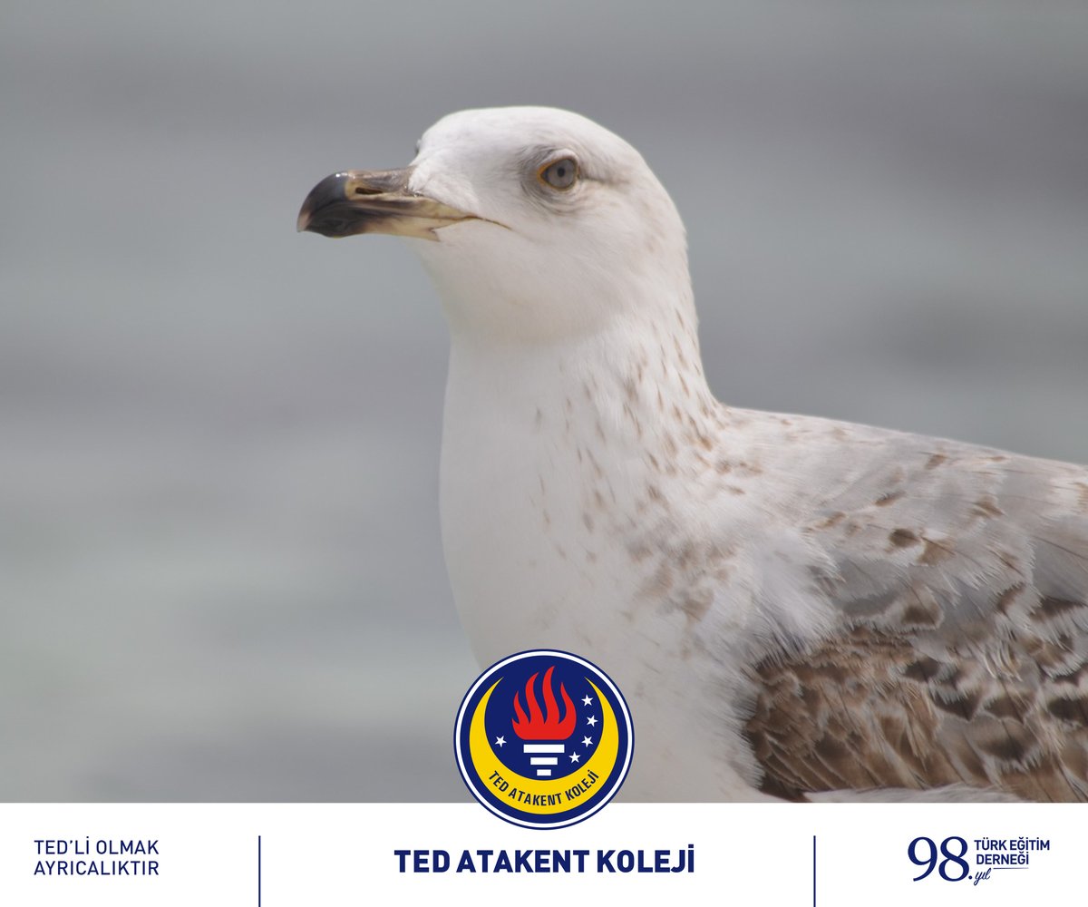 TED Atakent Koleji tweet media