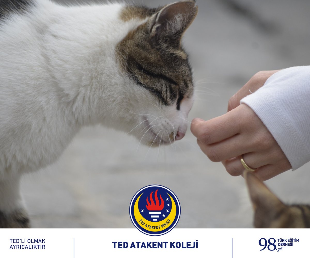 TED Atakent Koleji tweet media
