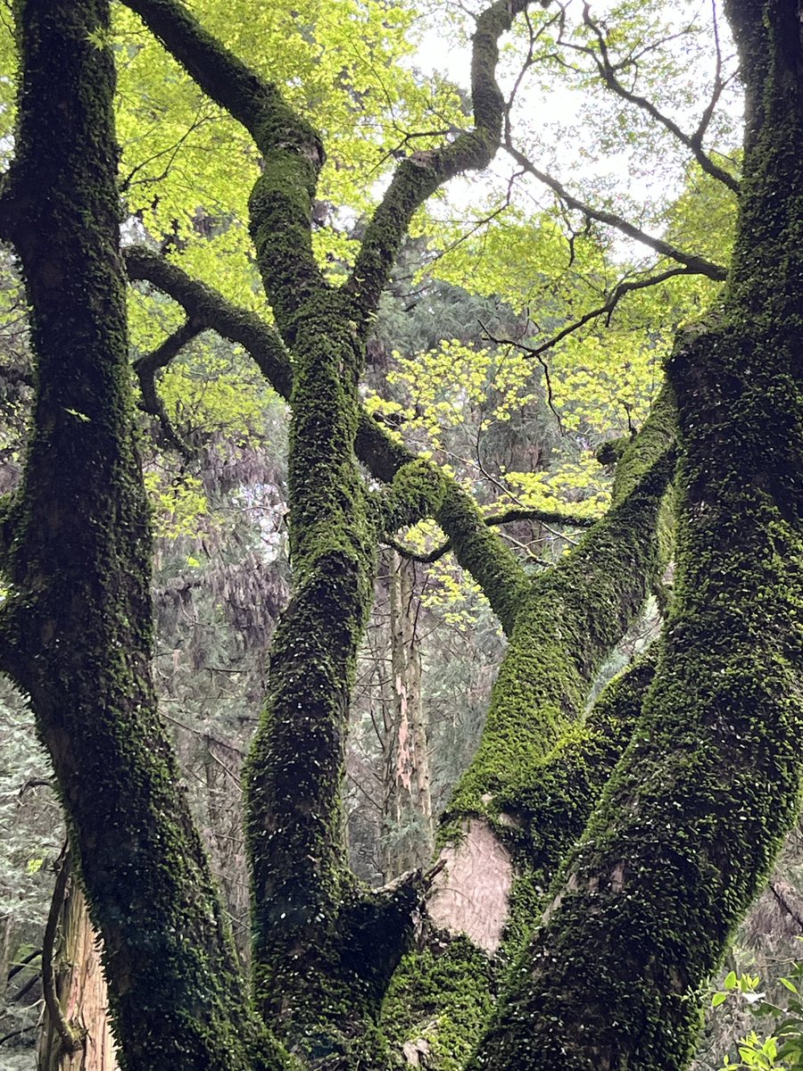 tsumatomo tweet media