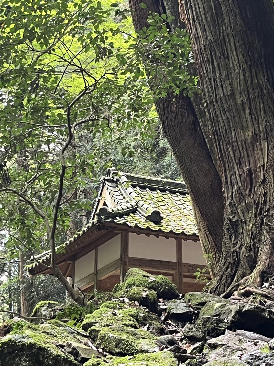 tsumatomo tweet media