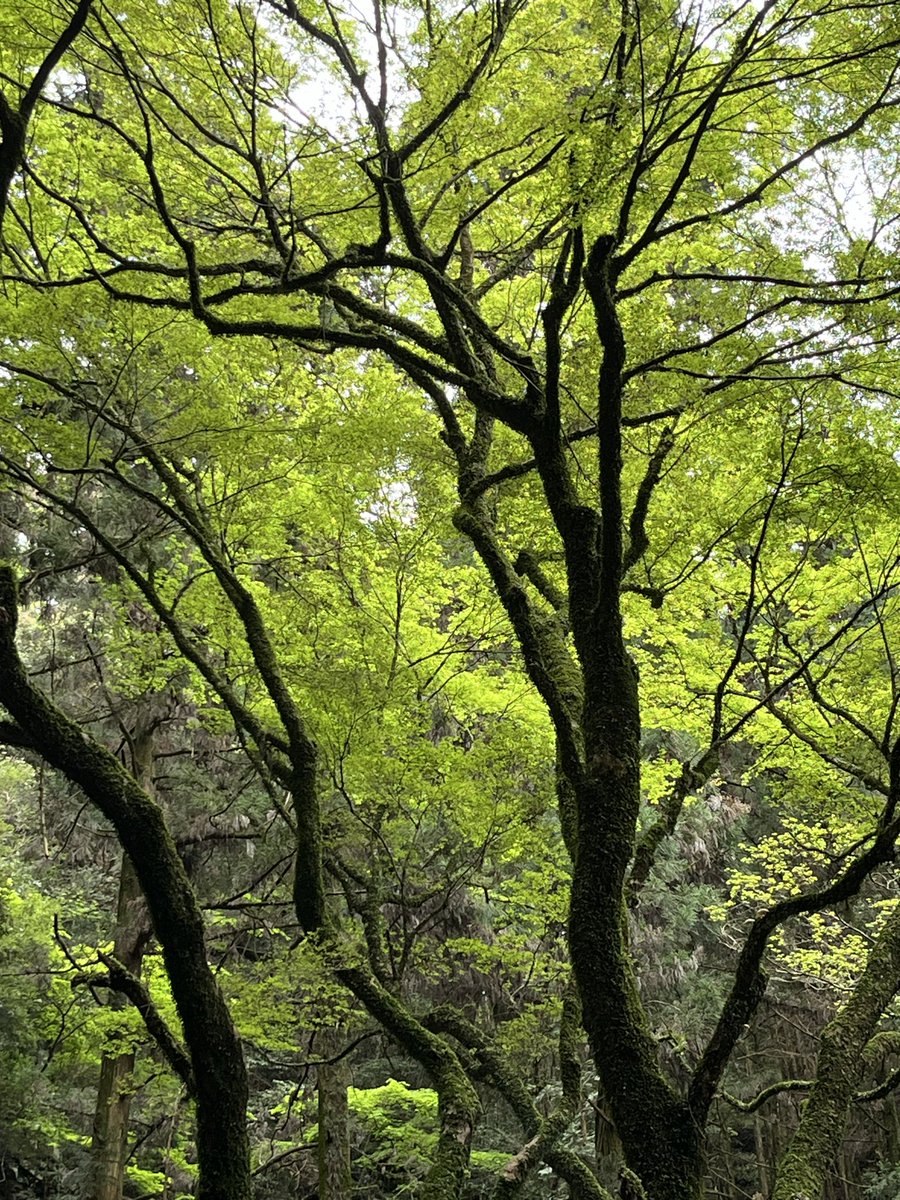 tsumatomo tweet media