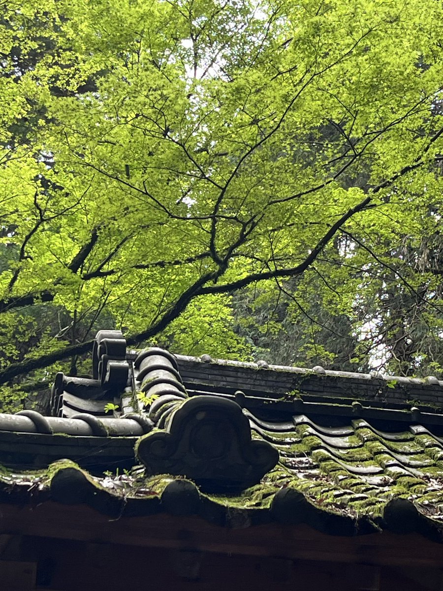 tsumatomo tweet media