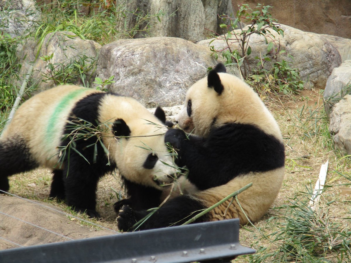 ゆみぃ tweet media