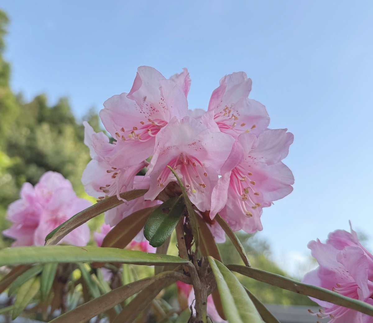 寿甘 ˹ すあま ˼ tweet media