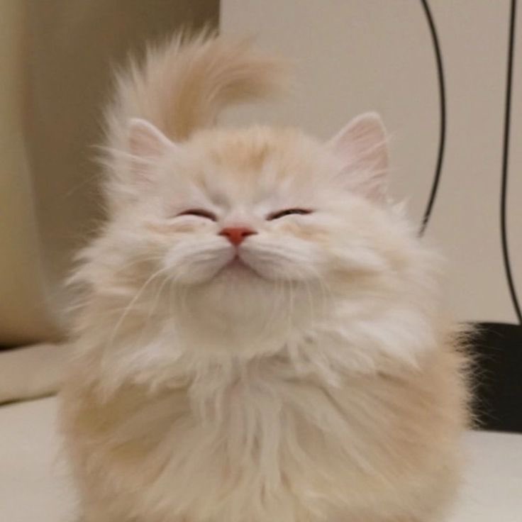 bemine. ( Peach’s mom ) tweet media