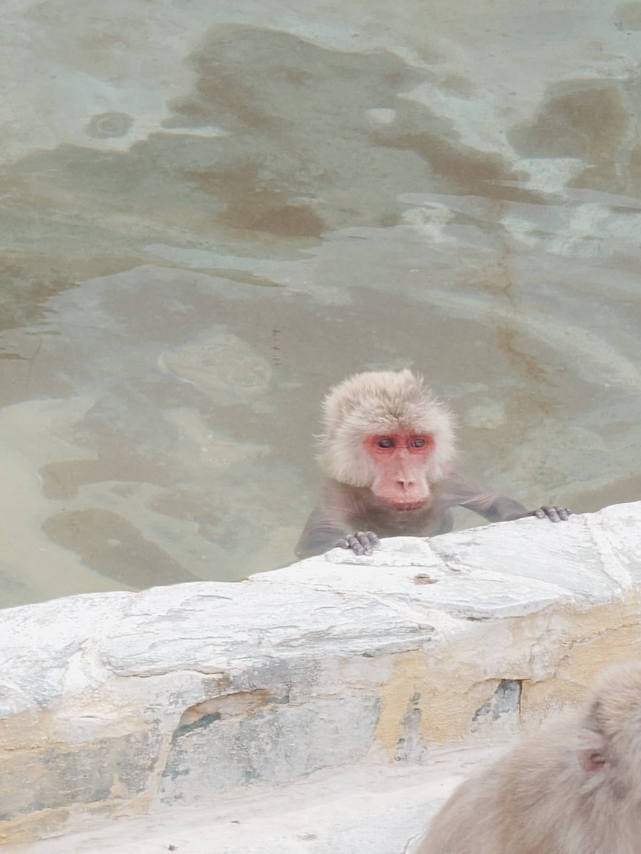 温泉に入るお猿さんたち可愛すぎる🐒