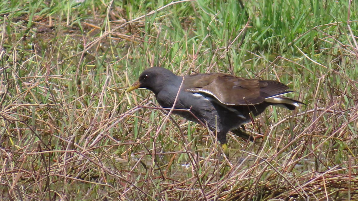 バンの幼鳥らしき鳥、少し大きく成って来ました。
緑ヶ丘公園 4月17日