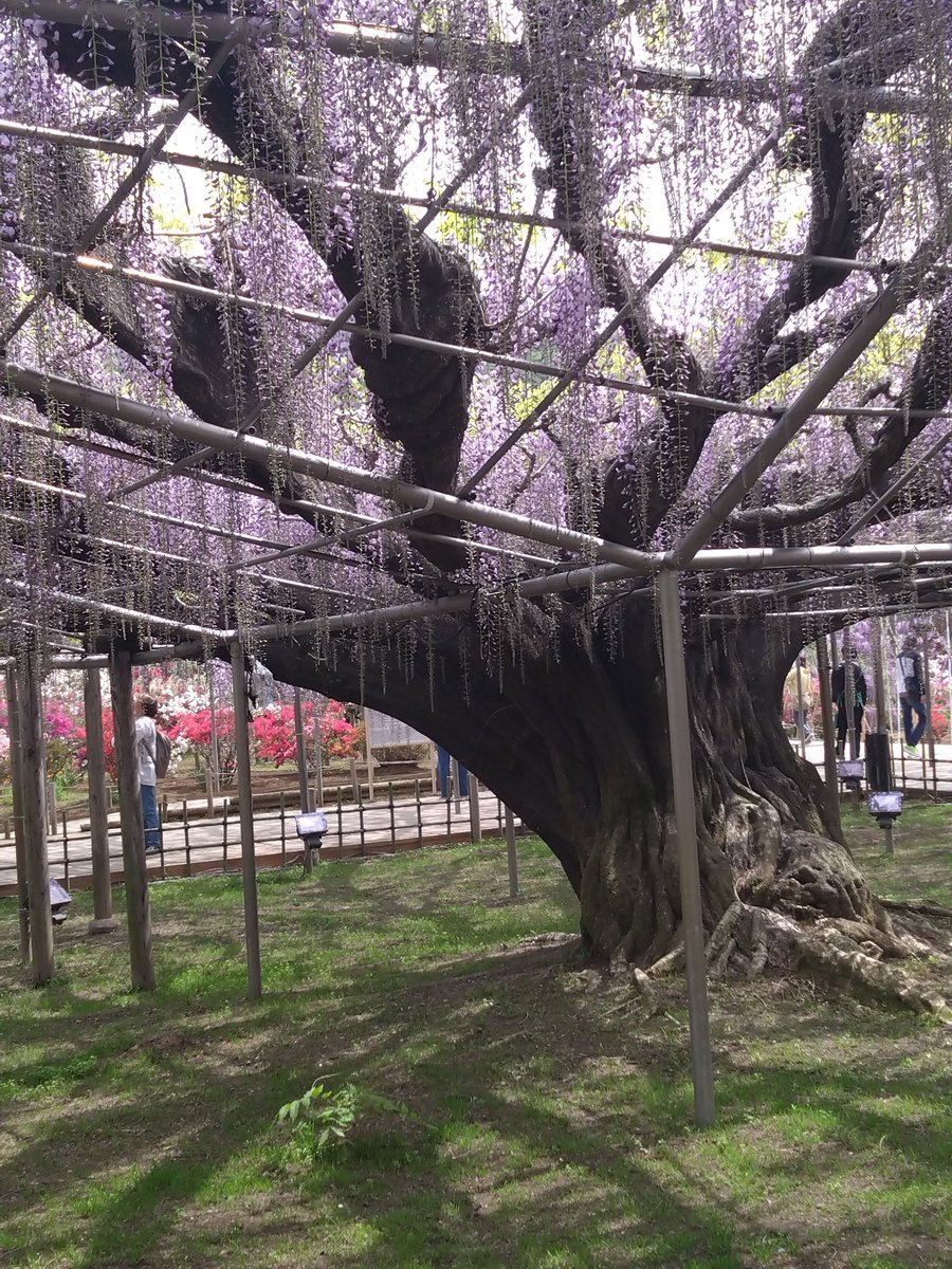 織ちゃん tweet media