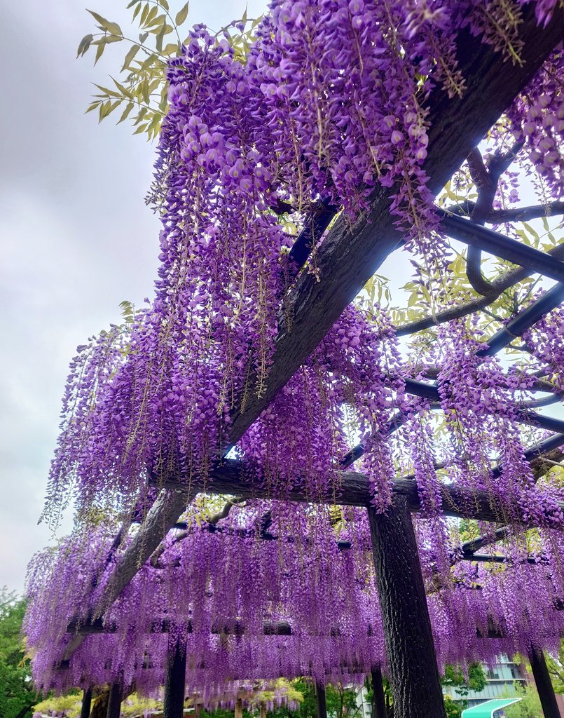 リョウコ tweet media