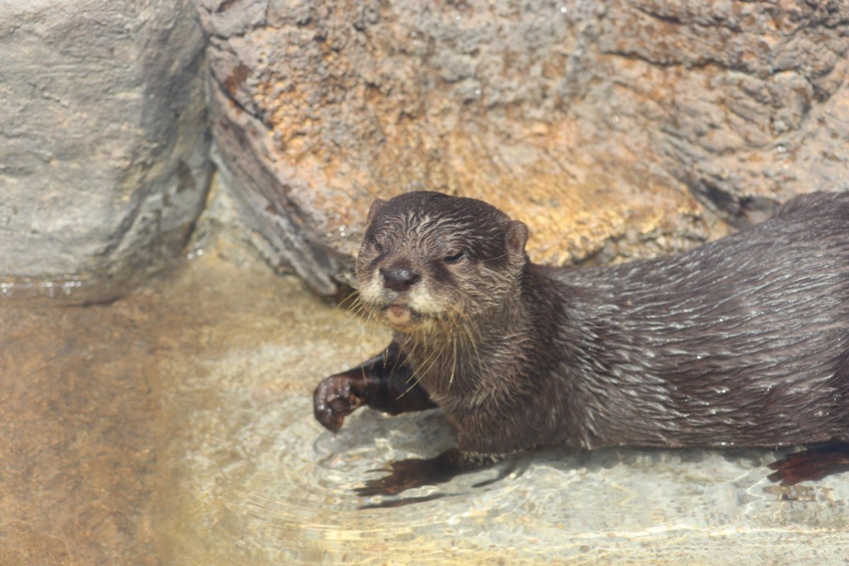 coshana3's tweet image. 今日の午後、久しぶりにトレーニングが見れました。体重測定してたよ。ご褒美に、ワカサギやペレット貰っていて　ドン君頑張ってたよ。☺️
#ドン
#トレーニング
#コツメカワウソ
#東山動植物園　2026 .4