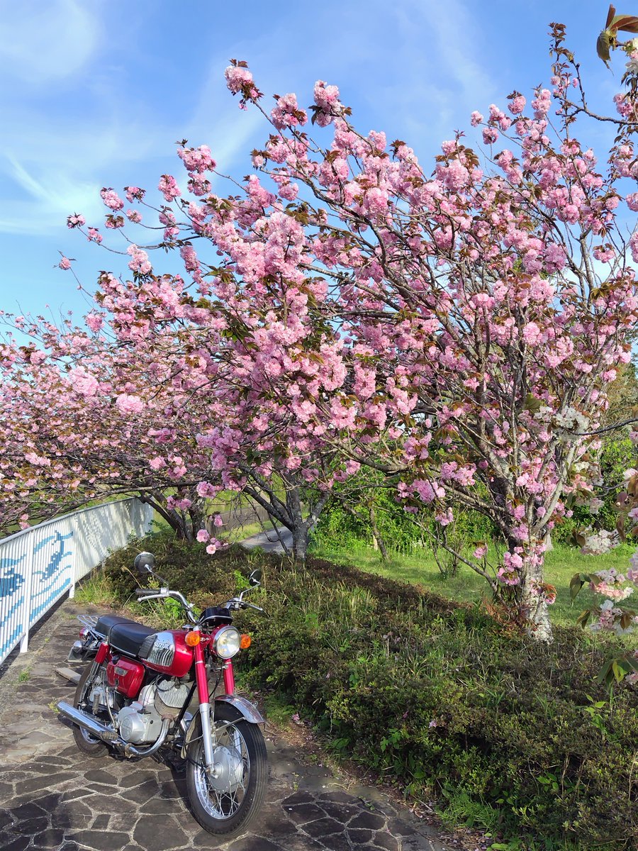 4LYMiynRw798848's tweet image. 花粉がだいぶ落ち着いてきたしオートバイ乗りたい病が疼くので新緑を感じに🌿
八重桜も綺麗だのー🌸
#K125 #スズキ #コレダ