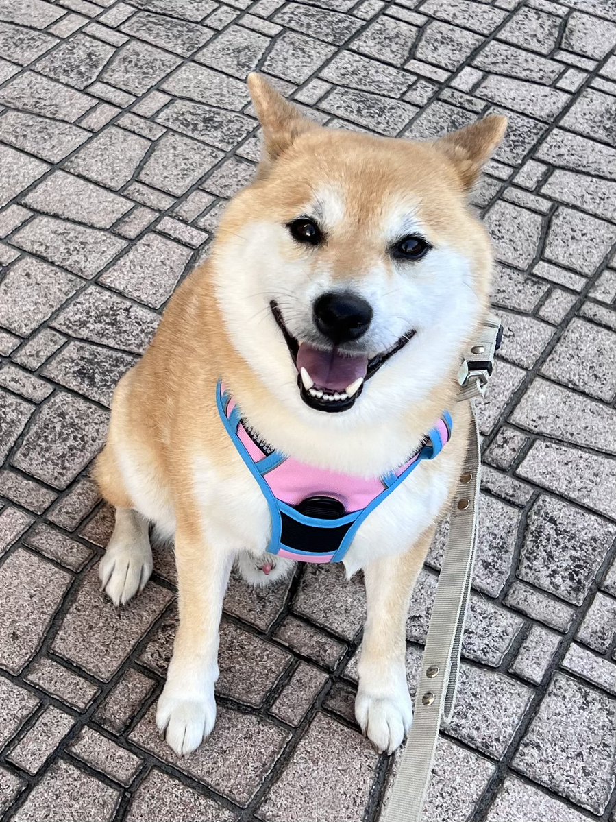 柴犬ふう太 tweet media