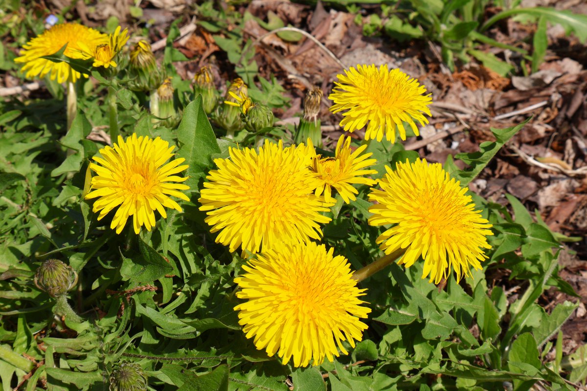 やまいわけん tweet media