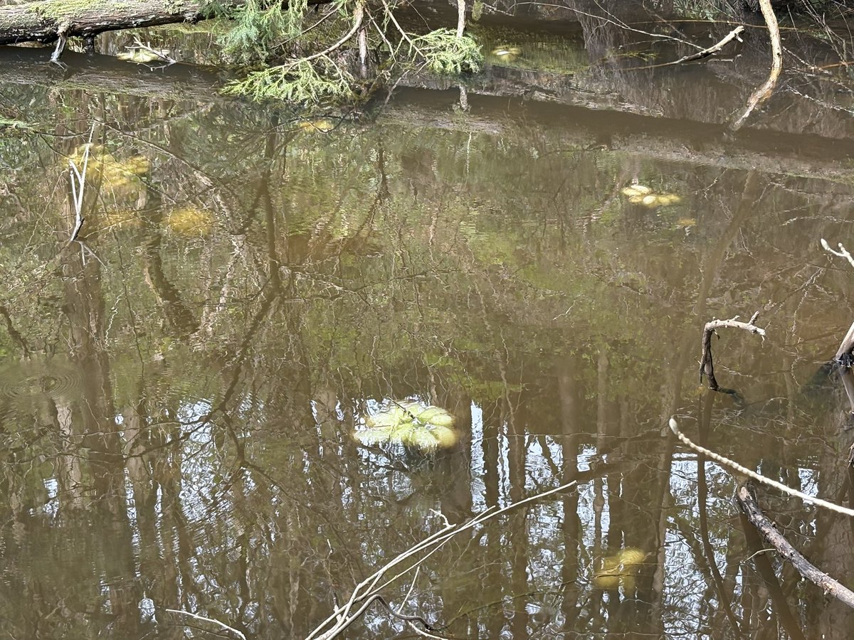 赤い彗星ペン tweet media