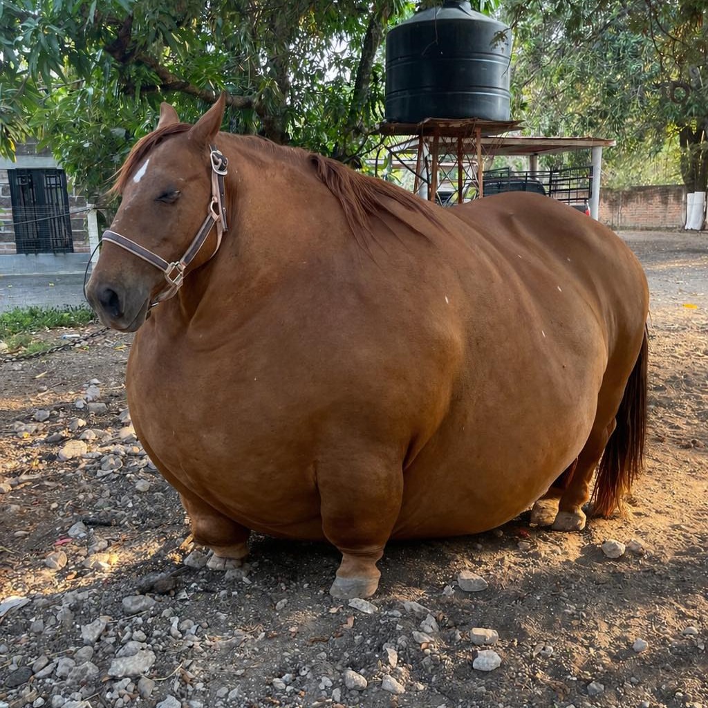 Horse Sphere tweet media