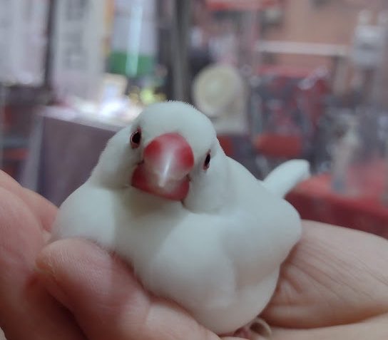 ferdalangurinn tweet media