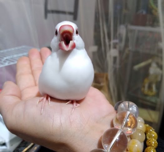 ferdalangurinn tweet media