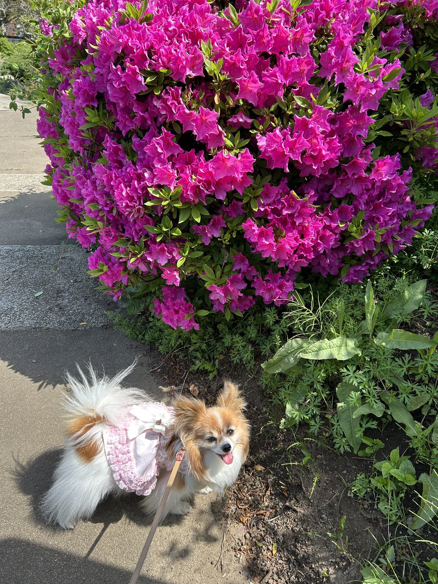 ゆうこさん tweet media