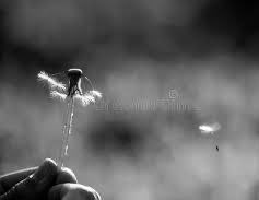 Roberto45082252's tweet photo. L’aurora delle cose invisibili è l’istante in cui il  respiro si accorda al mondo e tutto ciò che credevi perduto ti ricomincia dentro.

#LAuroraDelleCoseInvisibili

#VentagliDiParole https://t.co/Fk1Le7S151