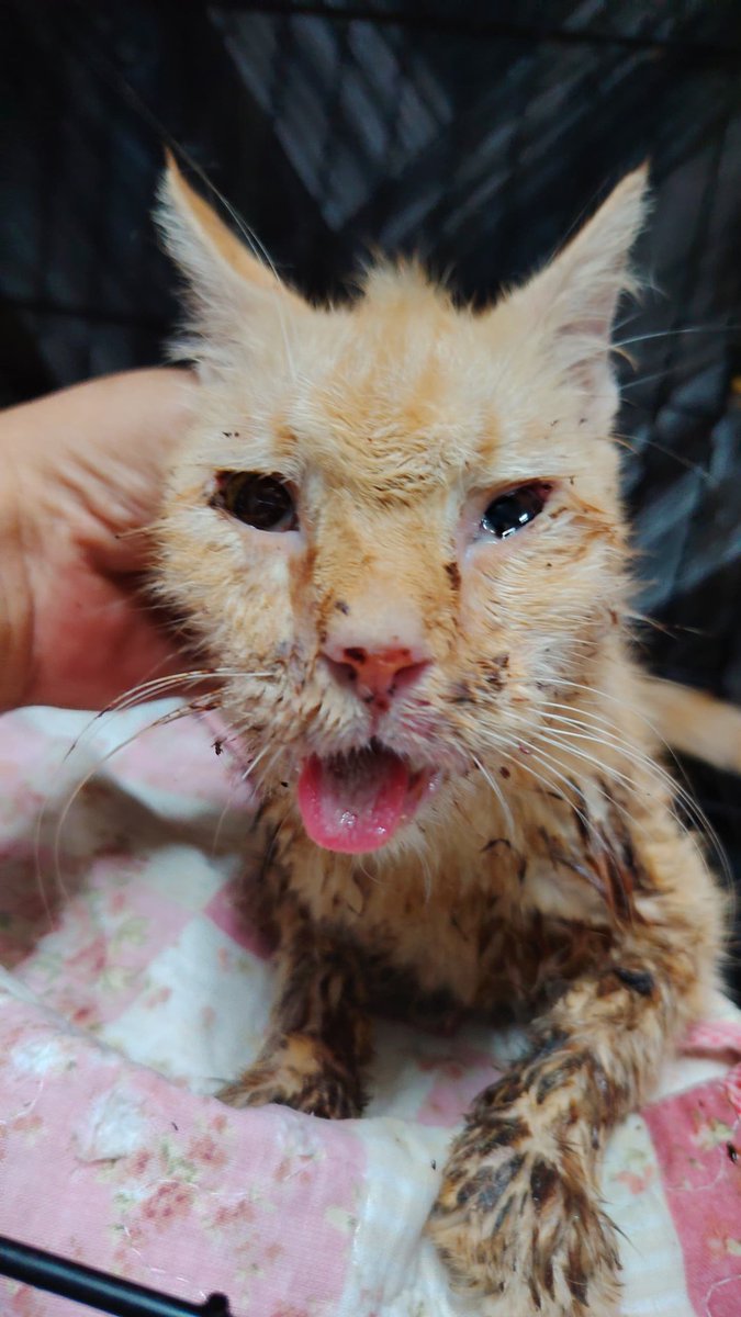 Kucing Terbuang tweet media