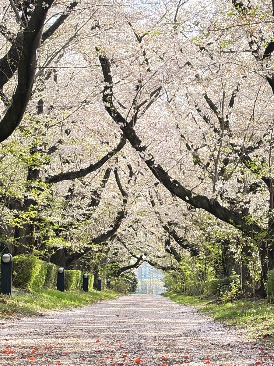 NRCD_'s tweet photo. 【理療教育 第47回入所式】
4月8日に #理療教育 第47回入所式が執り行われました。今年度は専門課程3名の方が入所されました。あん摩マッサージ指圧師・はり師・きゅう師の国家資格取得と就労を目指して共に頑張りましょう。

■詳細はこちら
https://t.co/wRBTt3tpoO

#入所式 #自立支援局 （所沢） https://t.co/KPOZEz5uLp