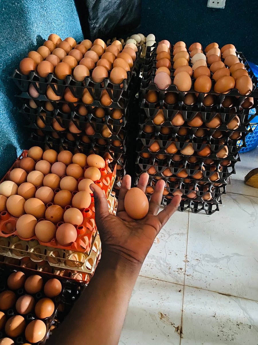 The Nigerian Farmer tweet media