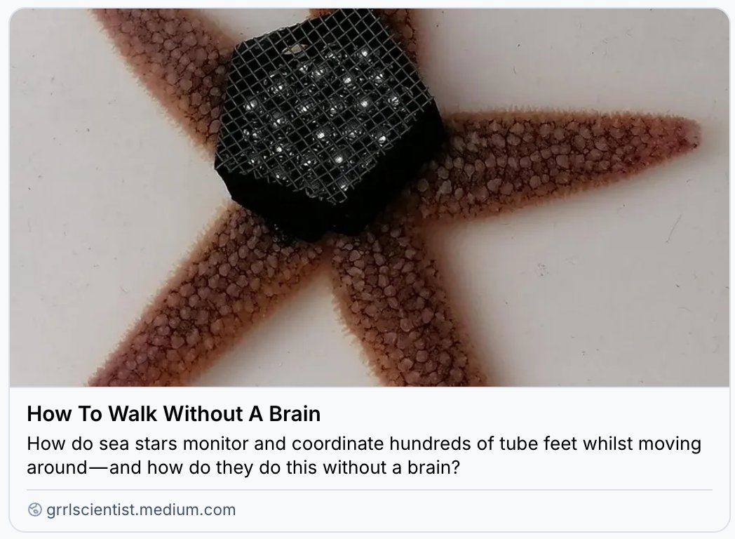 GrrlScientist's tweet image. How To Walk Without A Brain

"How do sea stars monitor and coordinate hundreds of tube feet whilst moving around — and how do they do this without a brain?"

#SciComm by @GrrlScientist 

#SeaStar #biomechanics #robotics #Movement #Starfish #Biodiversity grrlscientist.medium.com/how-to-walk-wi…