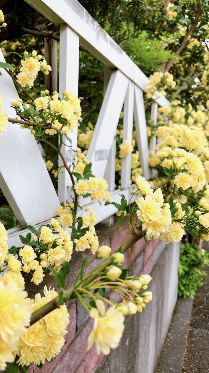 Amil@アスラ　FF14 tweet media