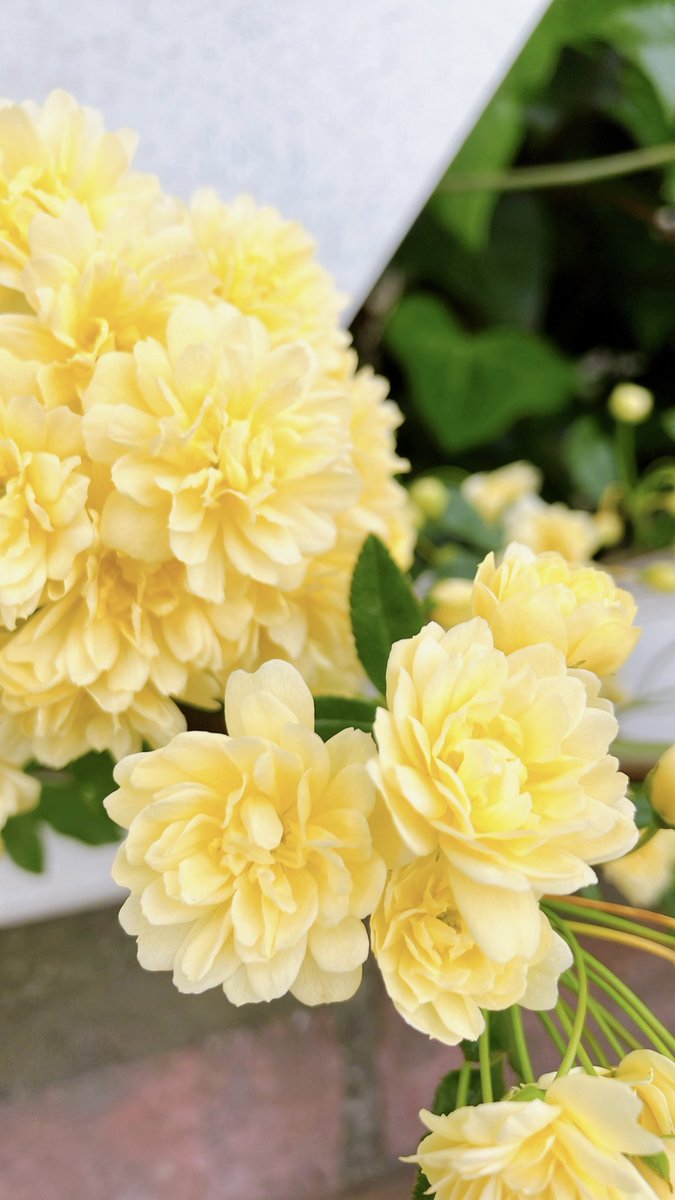 Amil@アスラ　FF14 tweet media