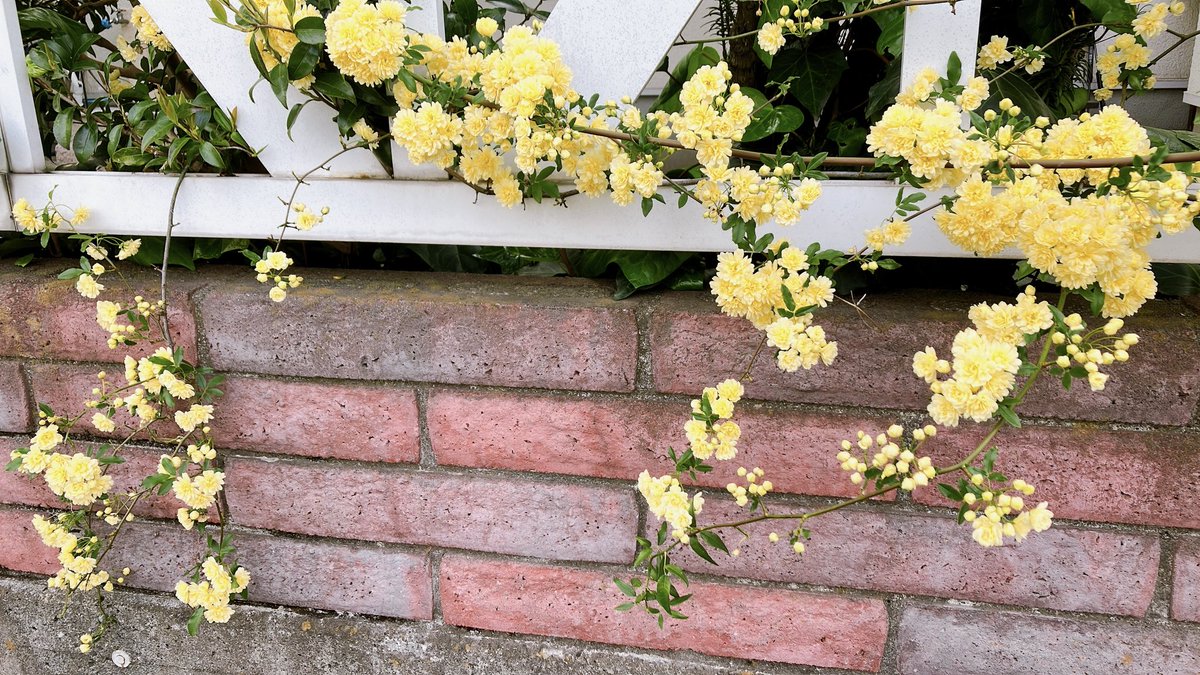 Amil@アスラ　FF14 tweet media