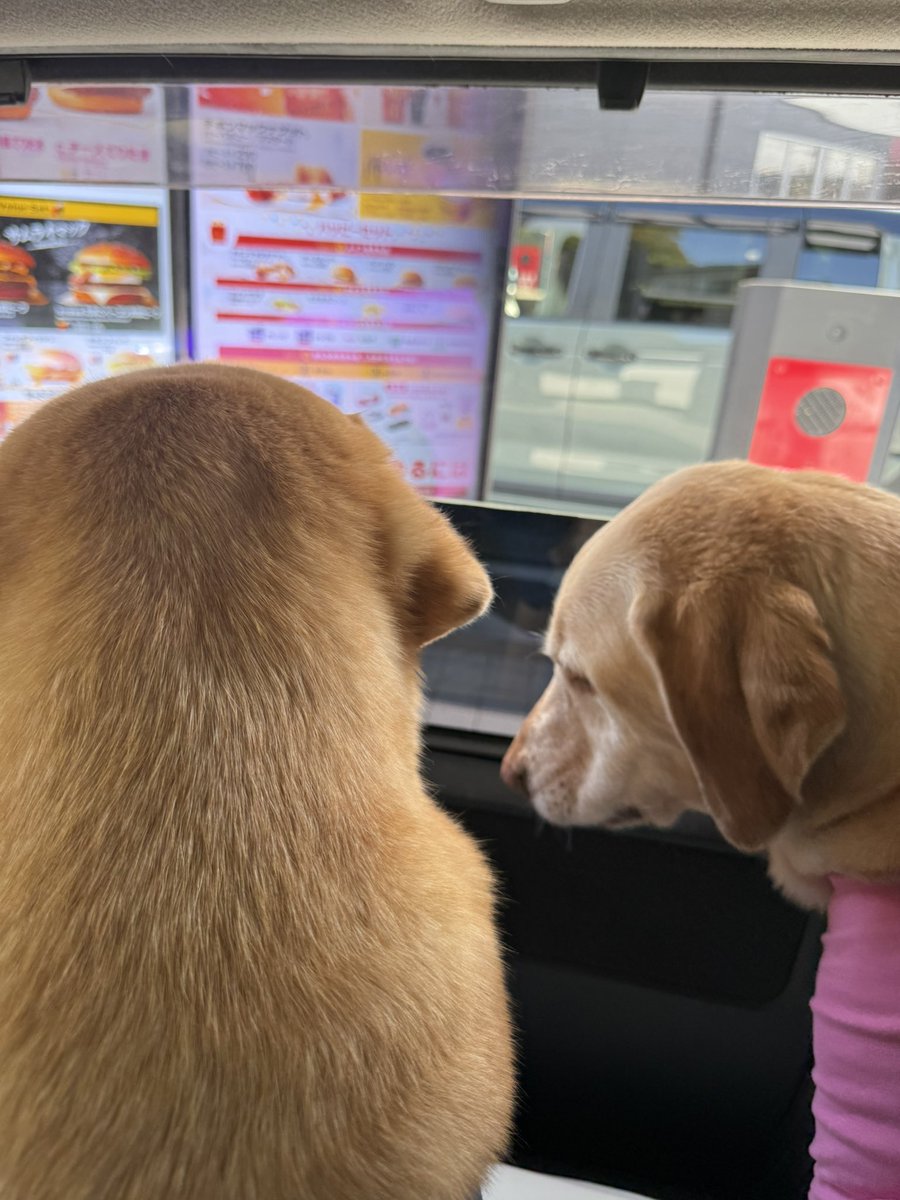 めるみー tweet media