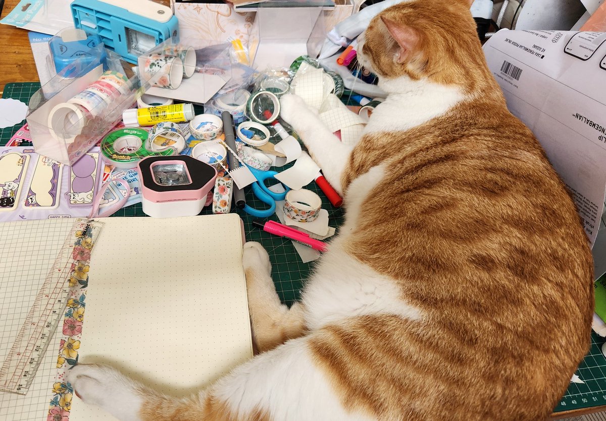 naichiii's tweet photo. @nelavirdiasr Aku ga suka deh kalo mami sibuk journaling. Tangan mami itu dikasih tuhan buat elus2 aku, bukan buat nulis 😭

#mamigaksayangaku
#akusedih https://t.co/8f5r2ZHQws
